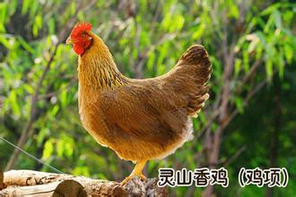 灵山香鸡
