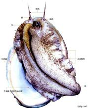 鲍 鱼