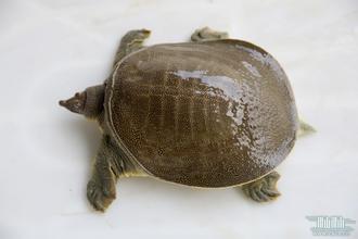 鳖