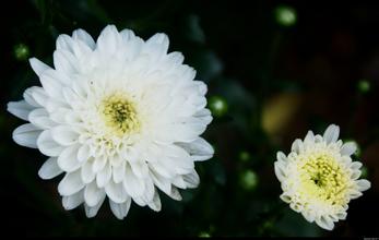贡菊