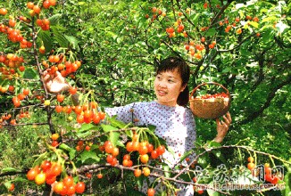 云台山樱桃