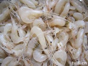 巢湖白米虾