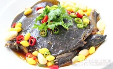 洪泽湖甲鱼