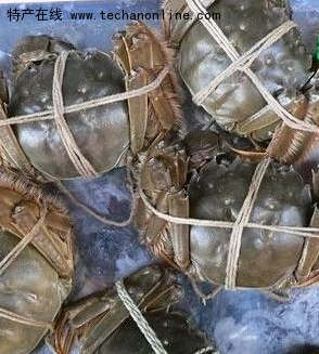 石臼湖螃蟹