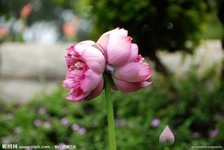 并蒂莲