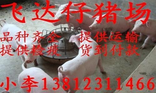 正午三元杂交猪