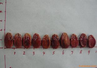 红打瓜籽