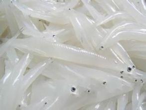 天井湖金眼银鱼