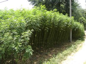 六安大麻