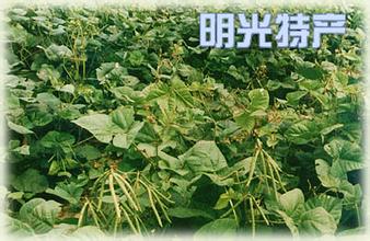 明光绿豆