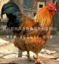 滁州九斤黄鸡