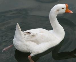 巢湖白鹅