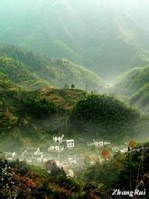 “桐城小花”茶