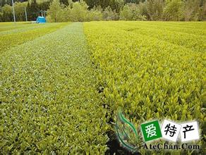 高坦翠微茶