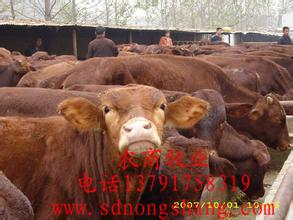 定远山羊肉