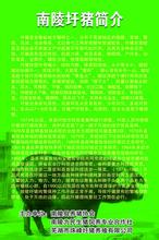 南陵圩猪