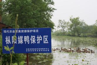 枞阳媒鸭