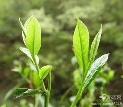 蒙洱茶