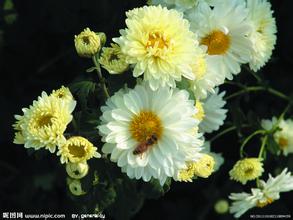 杭州杭白菊