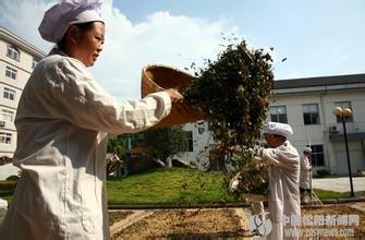 松阳端午茶