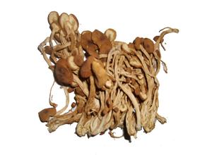 汝城茶树菇