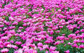 亳花粉