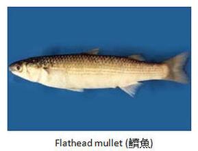鲚鱼