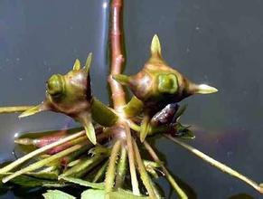 绍兴菱