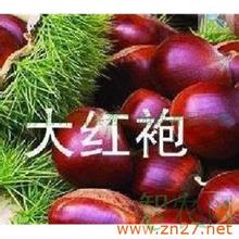 宜秀板栗