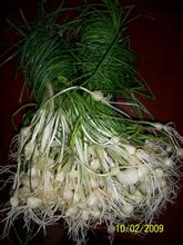 张家界野菜