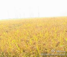 茨河贡米