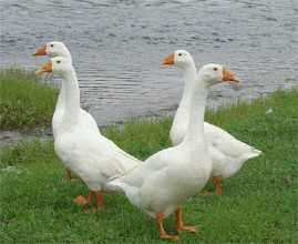麻阳白鹅
