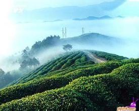 碣滩凤姣茶