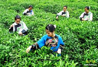 保靖黄金茶