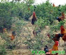 金毛乌肉鸡