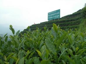 八角溪茶叶