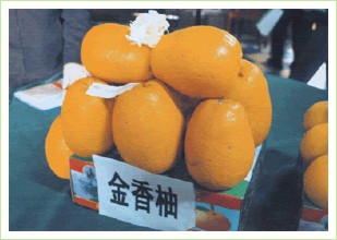 金香柚