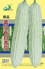 蓝山大白苦瓜