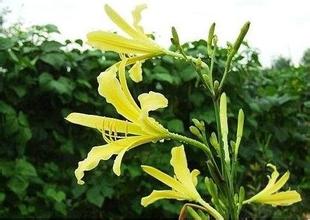 “萱草忘忧”——黄花