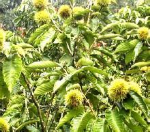 大悟板栗