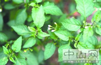 百花菜