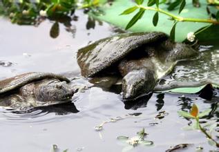 洪湖甲鱼