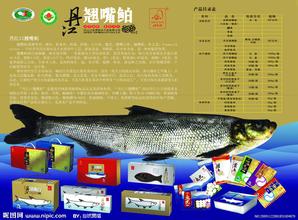 丹江口翘嘴鲌