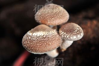 宜昌香菇