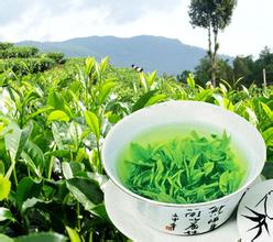 英山云雾茶