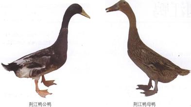 监利荆江鸭