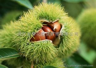 天梯板粟