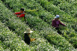 保康绿茶
