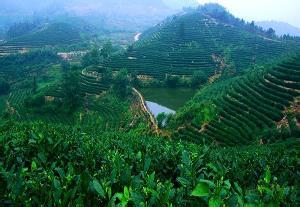 大悟绿茶