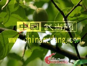 武当神果-榔梅仙果